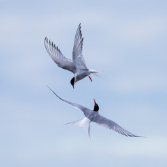 Dancing Arctic Terns