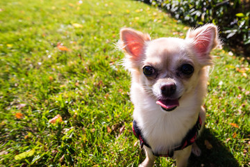 Very cute small dog chihuahua sitting on the grass