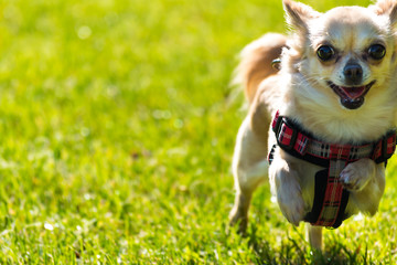 Small young cute chihuahua dog is running