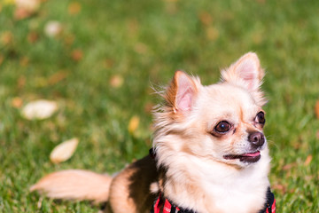 Very cute small dog chihuahua lying on the grass