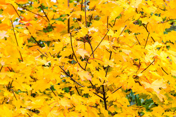 Growing leaves on maple tree in the autumn