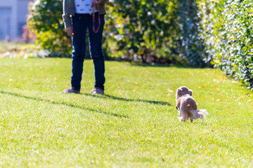 Naklejka na ściany i meble Young girl trains her chihuahua doggy on the grass