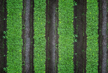 Row of growing and planting vegetables. Green vegetable garden, top view