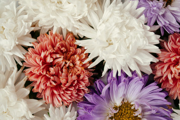 Close up of white, pink and lilac aster. Texture made of flowers
