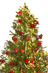 Fototapeta na wymiar Isolated christmas tree