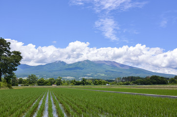 水田と浅間山