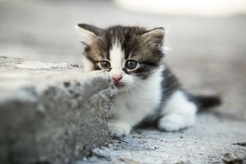 portrait of a small lone newborn frightened kitten on a concrete floor in the yard