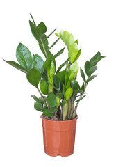 Zamioculcas or 