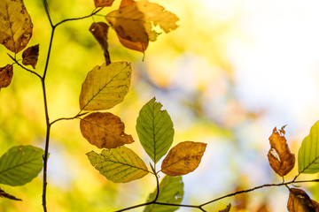 Bunte Blätter an Zweig im Herbst, Sonnenschein