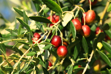 Obraz premium Olives on tree