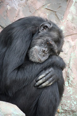 Naklejka premium Portrait of a sad chimpanzee