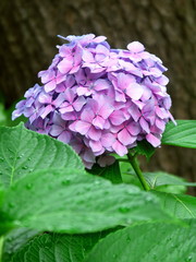 楠と紫陽花の花
