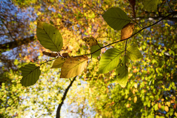 Bunte Blätter an Zweig im Herbst