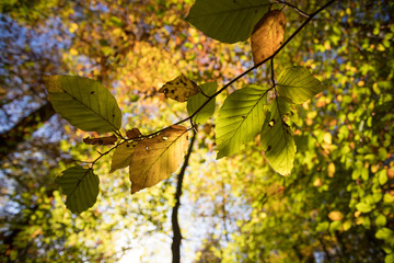 Bunte Blätter an Zweig im Herbst
