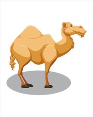 Adult beige Camel- vector drawing - isolate white background