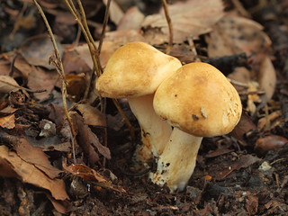 ミネアカゲシメジ