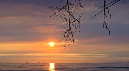 Extremely beautiful sunset and branch on beach