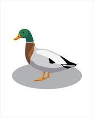  Mallard duck isolated on white background