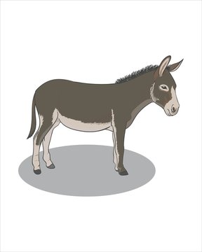 Adult grey Donkey - vector drawing - isolate white background