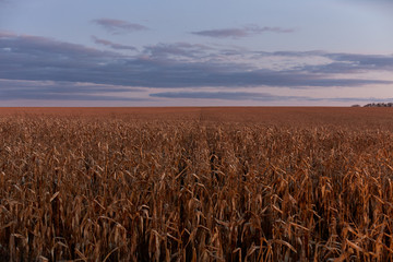 unharvested corn field. autumn