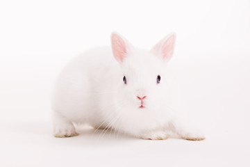 White rabbit in  a studio on a white backgroud 
