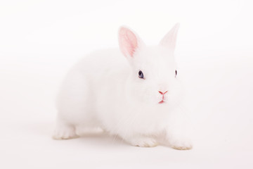 White rabbit in  a studio on a white backgroud 