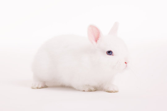 White rabbit in  a studio on a white backgroud 
