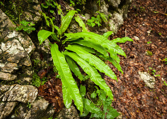 Fresh green fern growing in the forest