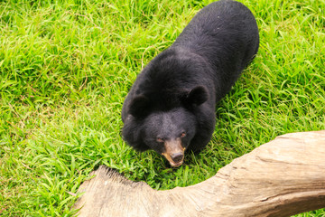 Closeup Black Bear Stands on Grass at Tree Trunk in Zoo