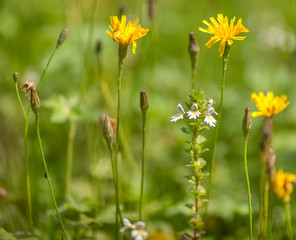 Fototapeta premium Flowers in a meadow in summer in the Austrian alps