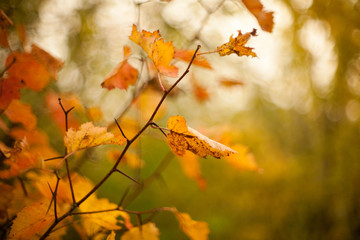 Fototapeta na wymiar Autumn beech leaves decorate a beautiful nature bokeh background with forest