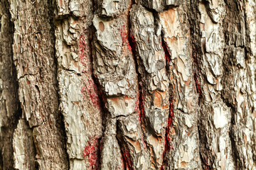 The bark of the old tree. Background