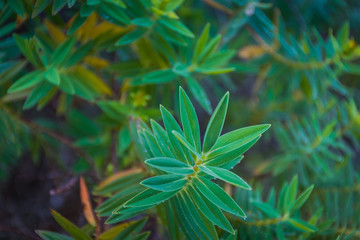 Beautiful green leaf with drops of water in horton plains srilanka