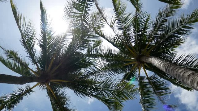 4K, close up of swaying coconut palm tree leaves or midrib from sea wind at evening time after sunset, loop. swimming pool at foreground with copy space. footage for chill leisure vacation background 