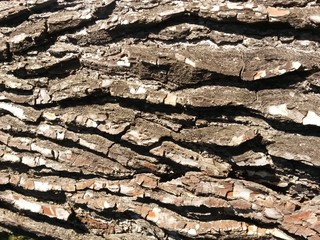 écorces de pin provençal