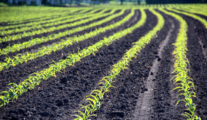 Fototapeta na wymiar Lines of winter wheat sprouts on the field at early morning 