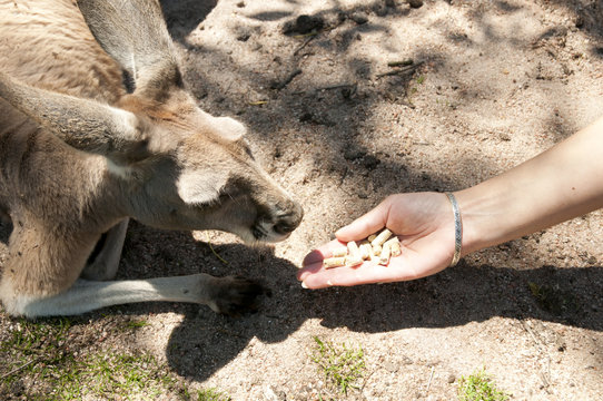 Hand Fed Western Grey Kangaroo