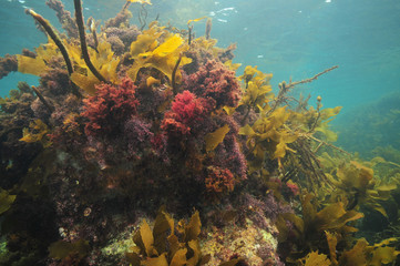 Naklejka na ściany i meble Colourful sea weeds covering rock right under sea surface.