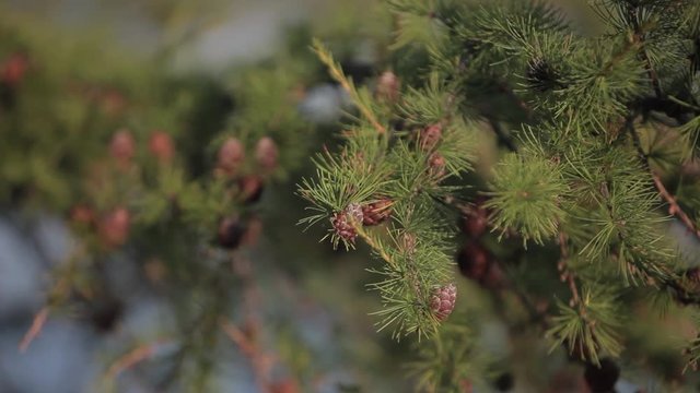 Fir cones and needles