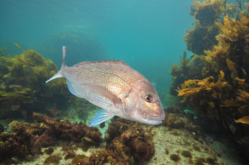 Big Australasian snapper Pagrus auratus turning right in front of camera.