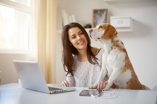 Woman Playing With Dog While Sitting At Home Office