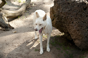 Dingo Dog