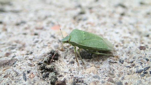 Green shield bug moving a little 
