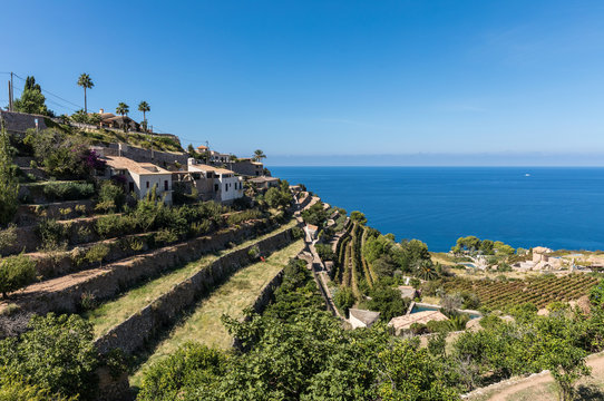 Terrasses cultiv&eacute;es &agrave; Banyalbufar sur l'&icirc;le de Majorque (&Icirc;les Bal&eacute;ares, Espagne)