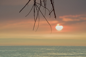 Extremely beautiful sunset and branch on beach