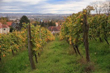 Fototapeta na wymiar Small Palace on the top of a vineyard in Radebeul, Saxony, Germany