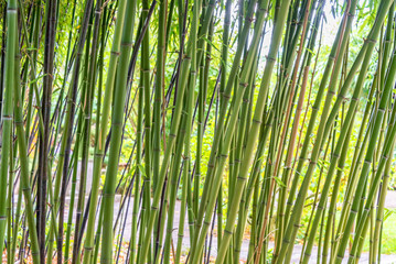 Fototapeta premium Green bamboos background