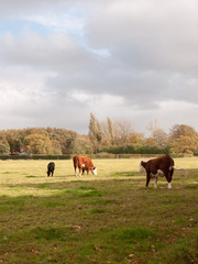 farm cows grazing on green pasture field outside