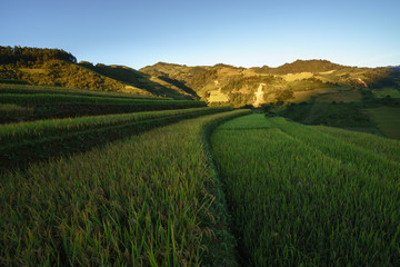 Obraz premium Terraced rice field in harvest season at sunset in Mu Cang Chai, Vietnam.