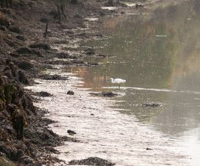 small white egret from side in shallow water mud bank